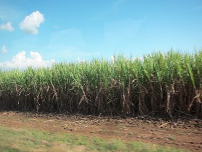 A field of sugar cane, which is at about 10% of what it...